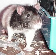 Pic of Eddie the Rat