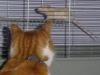 I tawt I taw a puddy tat