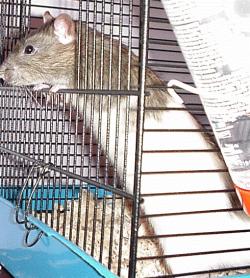 Pic of Ritchie the Rat